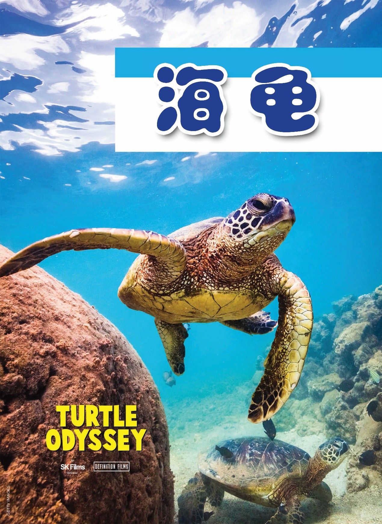 海龟的奇妙之旅